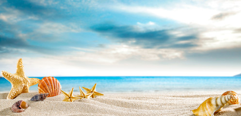 Seashells on the sand by the sea on a hot sunny day   