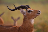 Fototapeta Sawanna - pasące się antylopy wśród wyschniętych traw wielkiej równiny afrykańskiej