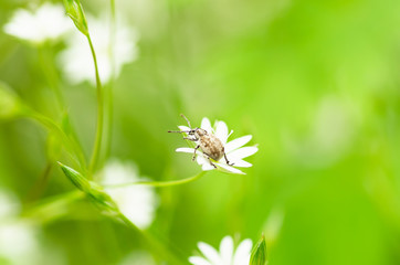 Wall Mural - Beetle in a small white flower in spring