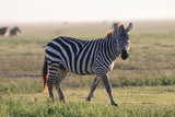 Fototapeta Sawanna - samotna zebra na tle afrykańskiej równiny serengeti