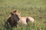 Fototapeta Sawanna - młody lew afrykański leżący w trawie na parku serengeti