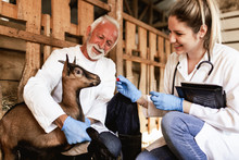 Man And Woman Veterinarians At Large Goat Farm Checking Goats's Health.