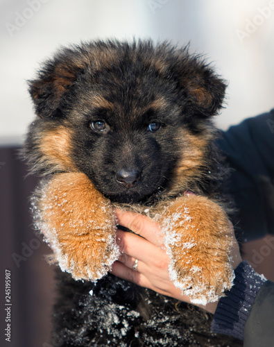 Puppy Of A Long Haired German Shepherd Buy This Stock Photo And