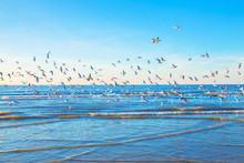 A Flock Of Gulls Over The Sea.