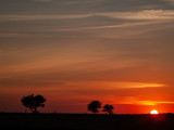 Fototapeta Sawanna - Romantic orange sky at the sunset with few clouds and chemtrails in the dehesa and tree silhouette