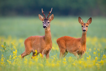 roe deer, capreolus capreouls, couple int rutting season staring on a field with yellow wildflowers.