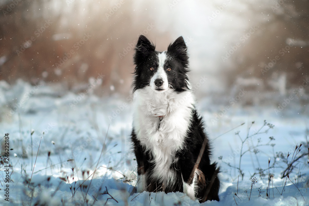 border collie dog beautiful winter portrait in a snowy forest magic light	 - obrazy, fototapety, plakaty 