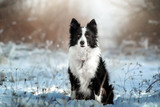 Fototapeta  - border collie dog beautiful winter portrait in a snowy forest magic light	