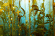 Underwater Kelp California