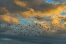A Big Flock Of Black Birds On The Blue Sky With Yellow Clouds Background At The Sunset