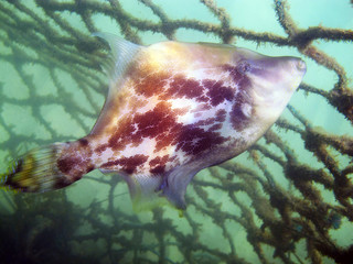 Fan-bellied Leatherjacket (Monacanthus chinensis)