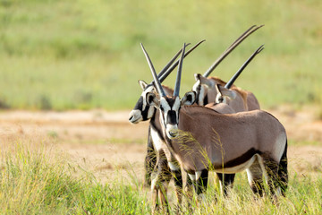 gemsbok, oryx gazella in kalahari, green desert with tall grass after rain season. kgalagadi transfr
