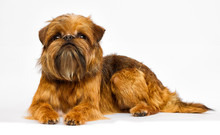 Dog Looking On A White Background, Brussels Griffon
