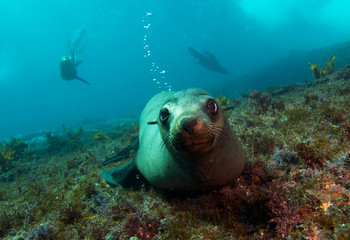 Wall Mural - Curious sea lion underwater