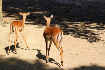 Wall Mural - Antilope dans son enclos au zoo