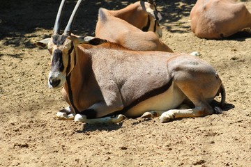 Wall Mural - Antilope dans son enclos au zoo