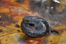 Ravine Salamander Coiled Up Macro Portrait Pose On Leaf