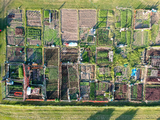 Neighbourhood  urban garden, with hands grown green vegetables Agriculture in the city by citizens near their buildings.