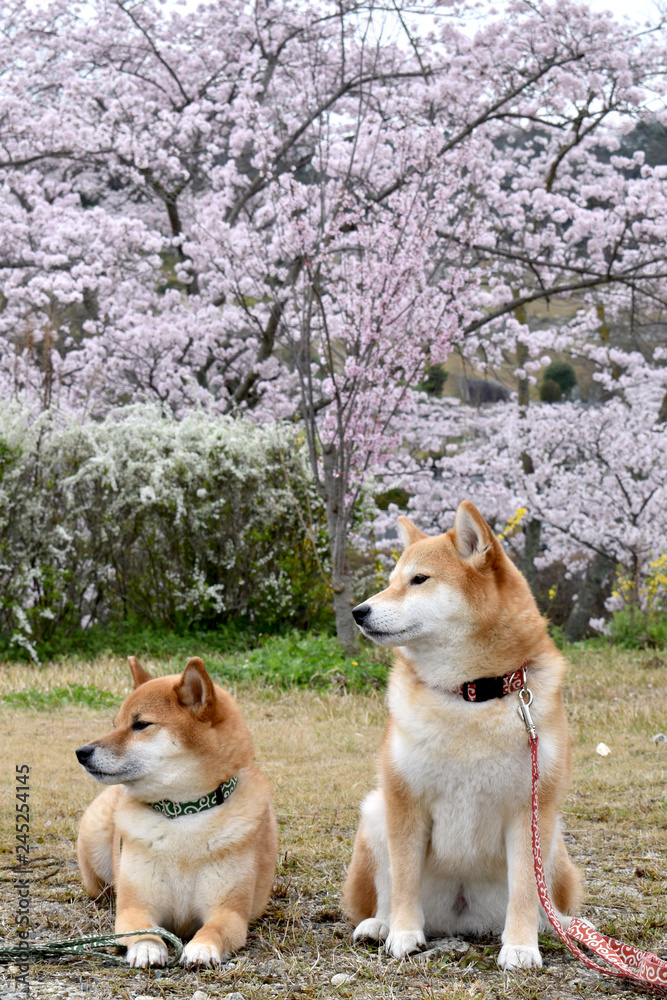 柴犬桜さま専用Irie 柴犬・桜・花見 Stock Photo | Adobe Stock