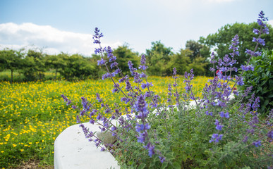 blue flowers in field