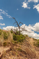 Wall Mural - Enchanted Rock