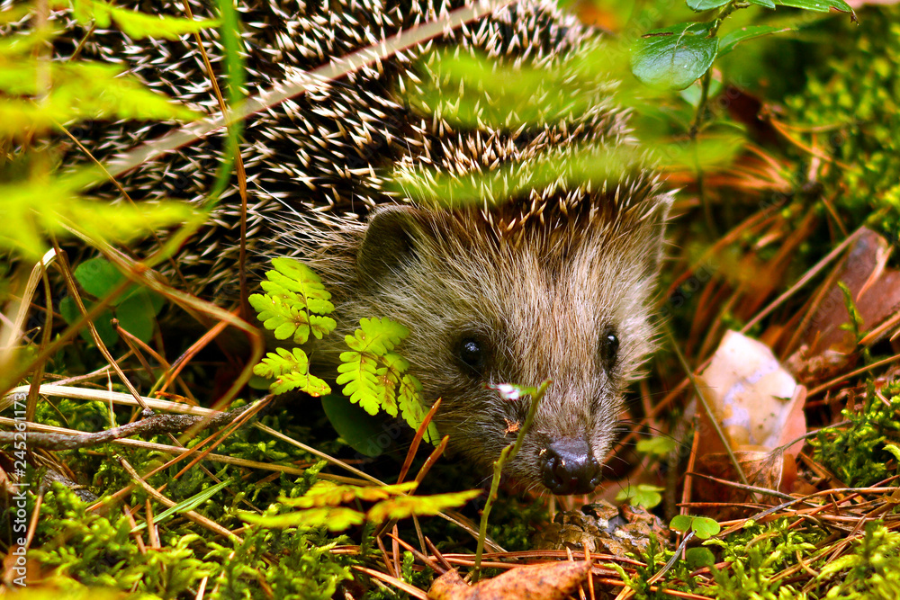 A small hedgehog (lat. Erinaceus europaeus) looks out from under the grass in a pine forest. - obrazy, fototapety, plakaty 