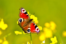 A Butterfly (Latin Aglais Io) Sits On A Yellow Flower Of A Plant On A Bright Sunny Day.