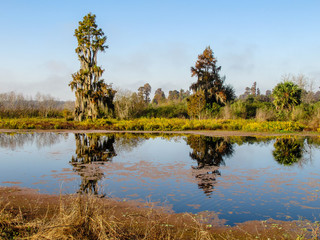 Wall Mural - Afternoon in the swamp