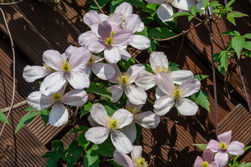 Wall Mural - Clematis 