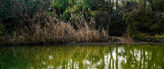 Wall Mural - Captured in Hangzhou Xixi Wetland scenery