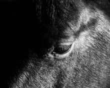 Horse Eye B W