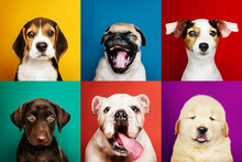 Portrait Collection Of Adorable Puppies