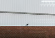Pigeon sitting on a brick wall