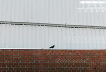 Pigeon Sitting On A Brick Wall