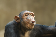 Closeup Portrait Of A Chimpanzee Shouting