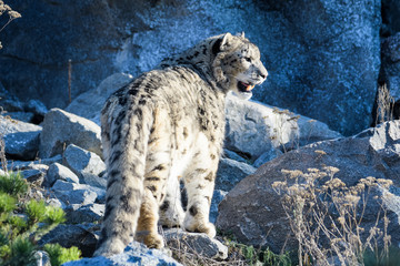 Wall Mural - Snow leopard walking around in rocky terrain