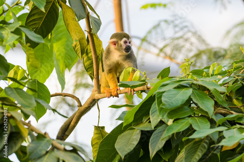 Photo  Squirrel monkey in a tree