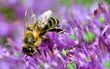 Biene Insekt auf Zierlauch lila