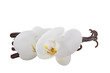 heap of vanilla pods with flowers isolated