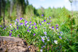 Wild field pansy (viola arvensis)