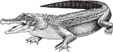 A Sketch Of A Crocodile