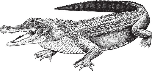 Wall Mural - A sketch of a crocodile