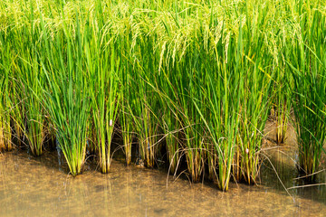 Rice field in local area of Thailand sunny day