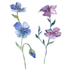 Wall Mural - Blue and purple flax floral botanical flower. Watercolor background set. Isolated flax illustration element.