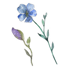 Wall Mural - Blue and purple flax floral botanical flower. Watercolor background set. Isolated flax illustration element.