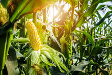Corn Cob With Green Leaves Growth In Agriculture Field Outdoor