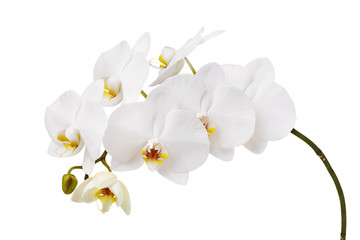 An isolated branch of a beautiful white orchid having a yellow color at the lower petals