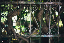 Old Metal Fence With Three In The Garden