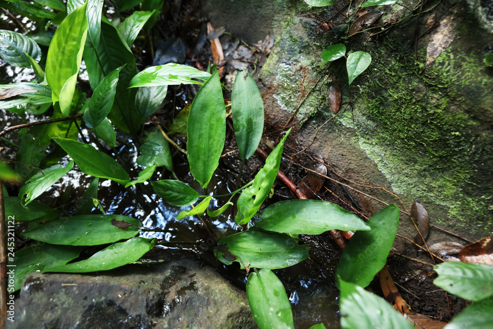 Cryptocoryne annamica クリプトコリネ アンナミカ Stock Photo