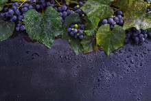 Juicy, Ripe, Sweet Isabella Grapes With Bunches And Branches With Leaves And Drops Of Water On A Dark Background With A Blank Space